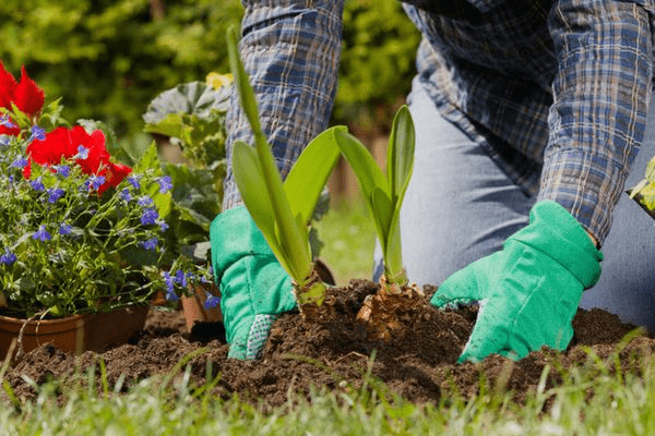 Bahçıvanlık&Tıbbi Aromatik Bitki Yetiştiriciliği